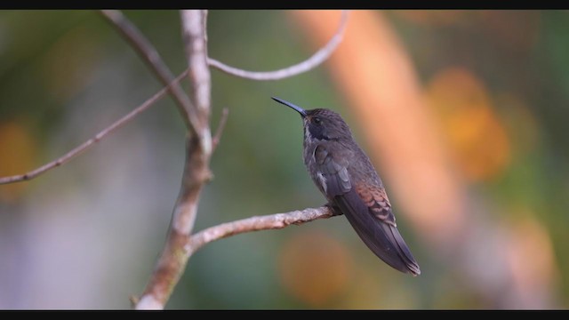 Colibrí Pardo - ML407091511