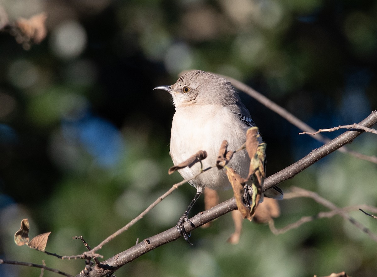 Northern Mockingbird - Teresa Shumaker