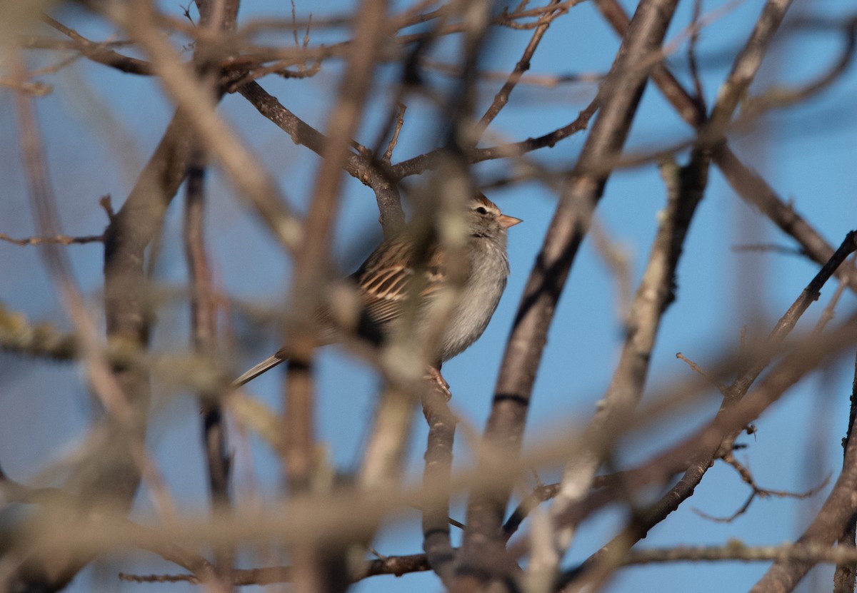 Chipping Sparrow - Teresa Shumaker