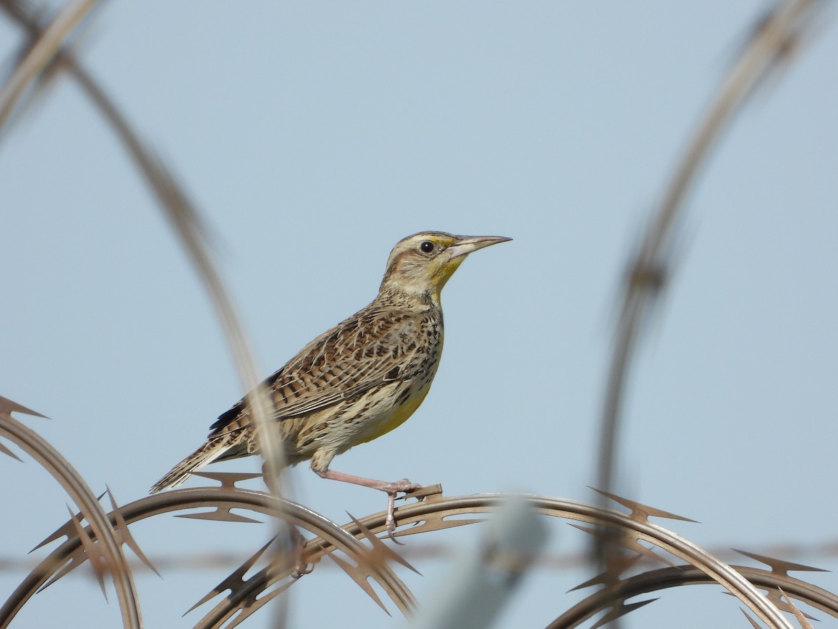 Western Meadowlark - ML407092501