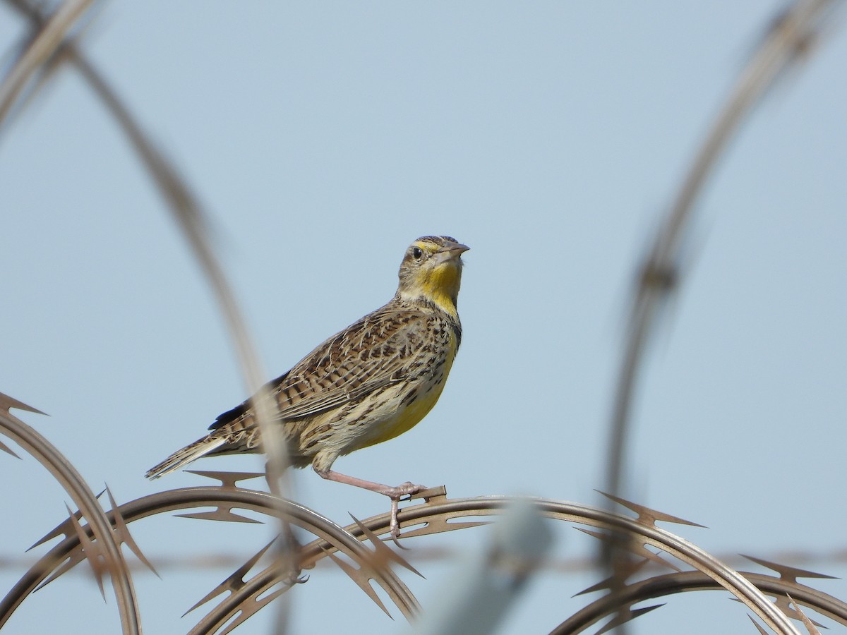 Western Meadowlark - ML407092561