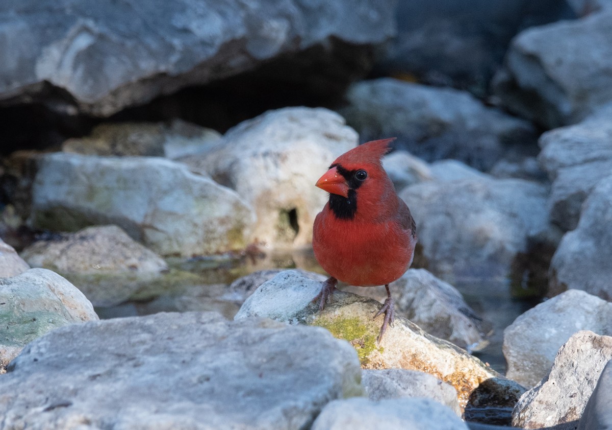 Cardinal rouge - ML407092621