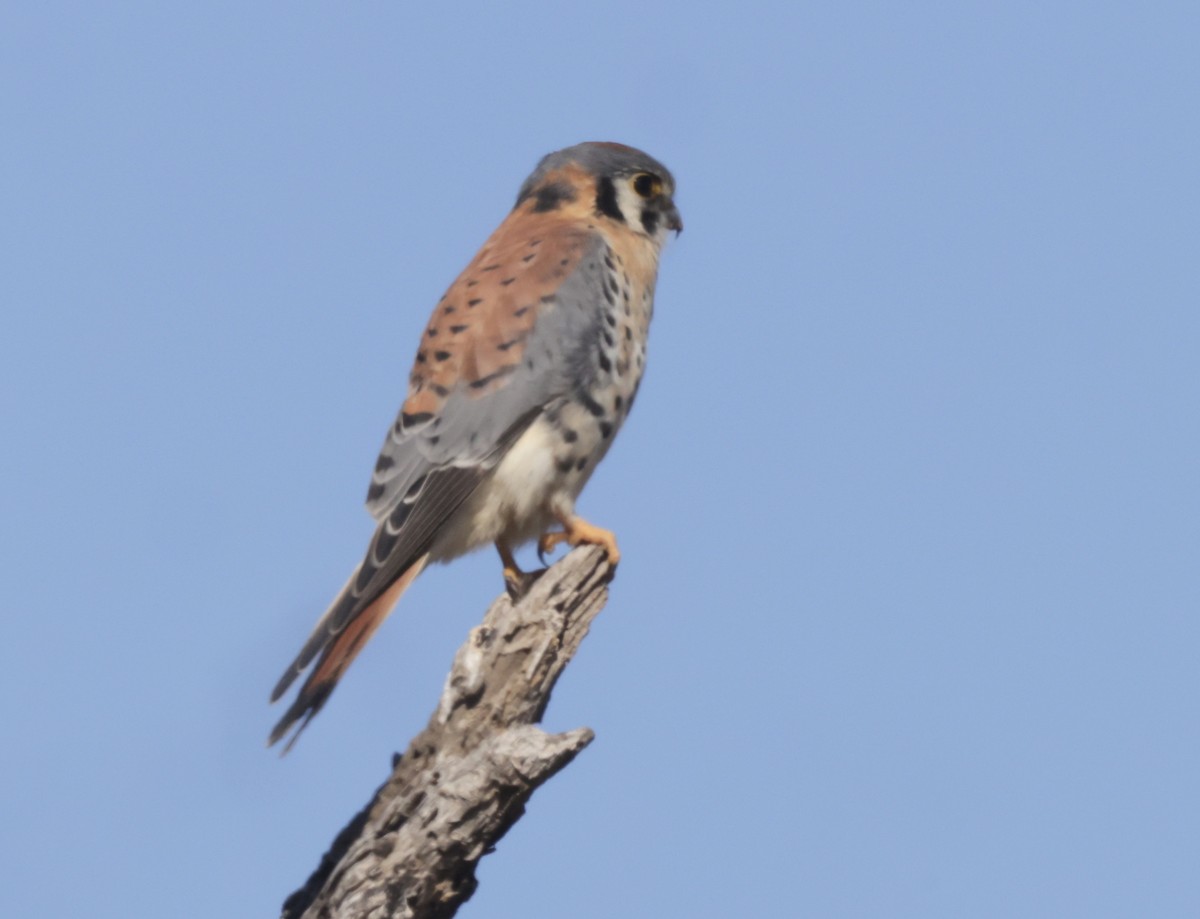 American Kestrel - Ken Oeser