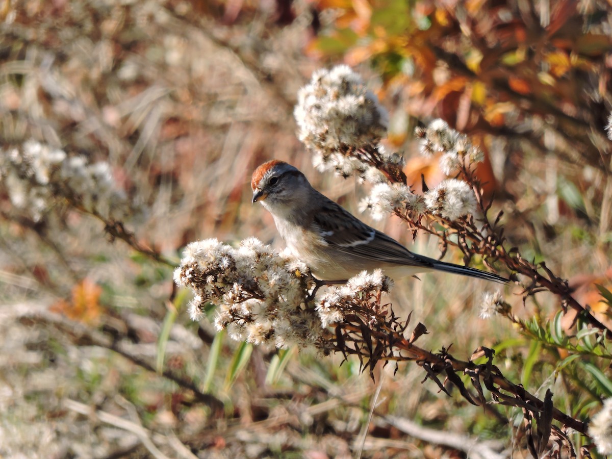 American Tree Sparrow - ML40709571