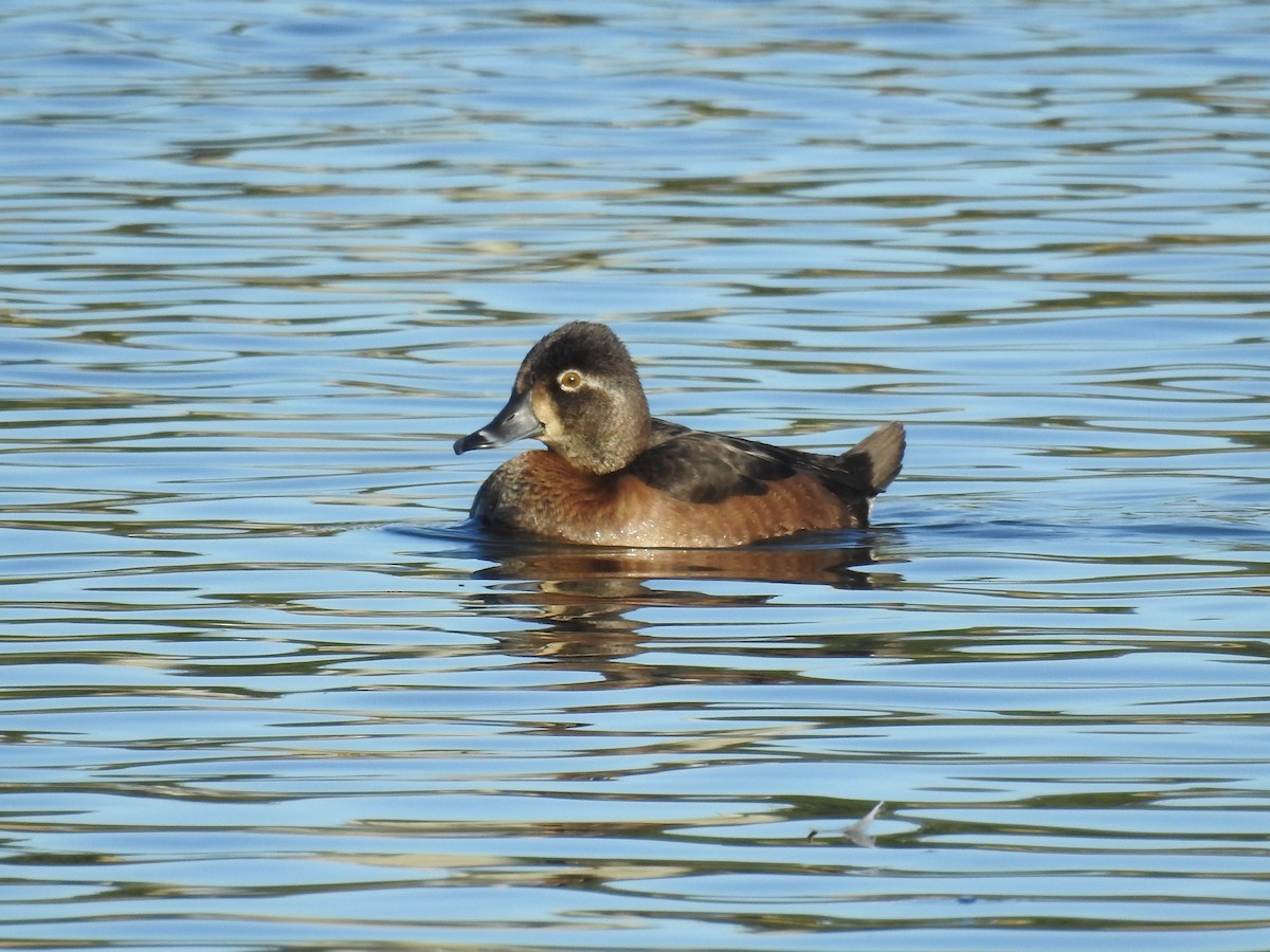 Ring-necked Duck - ML407095801