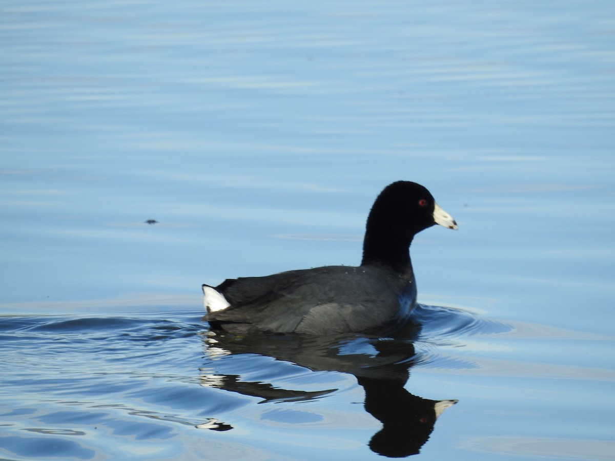 American Coot - ML407095961