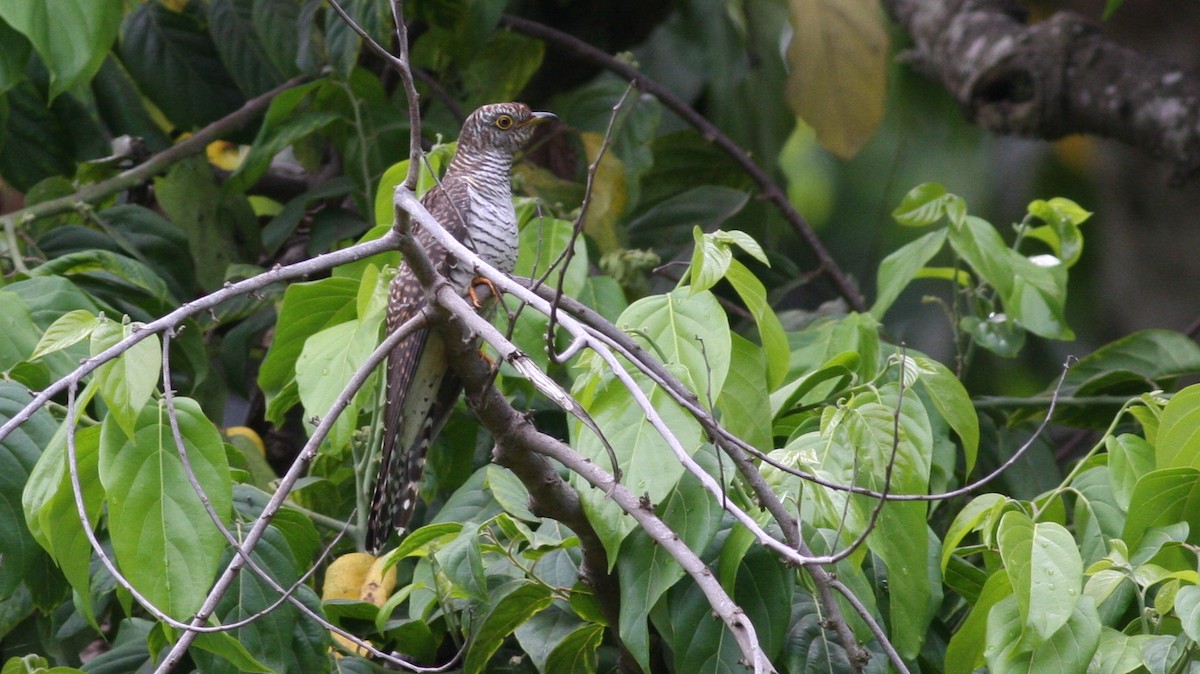 Common Cuckoo - ML40709841