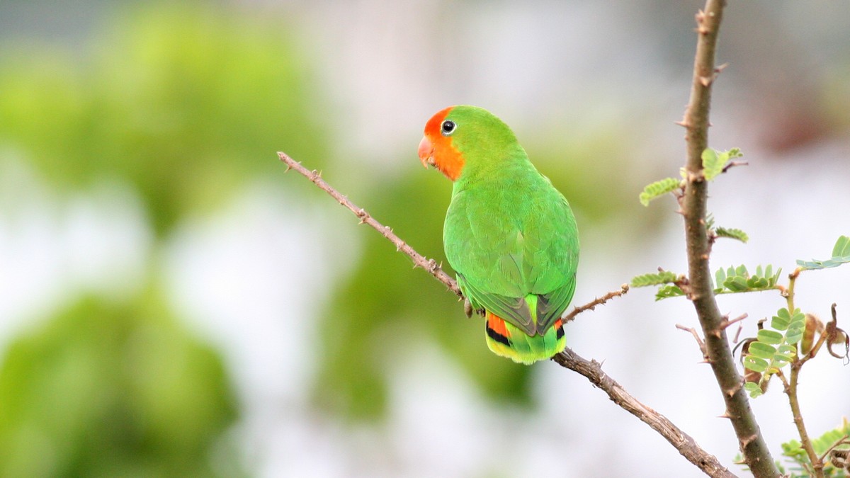 Red-headed Lovebird - Nate Swick