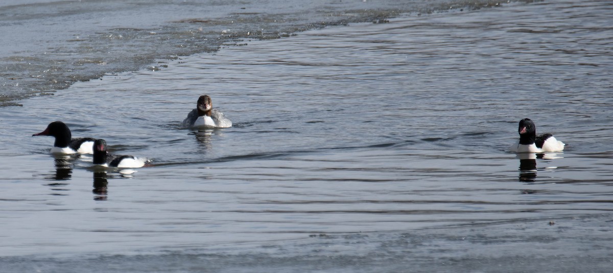 Common Merganser - ML407100681