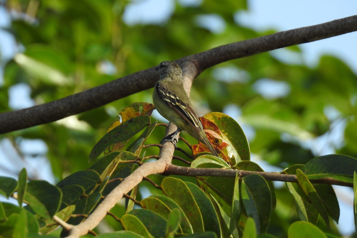 Yellow-crowned Tyrannulet - ML407101481