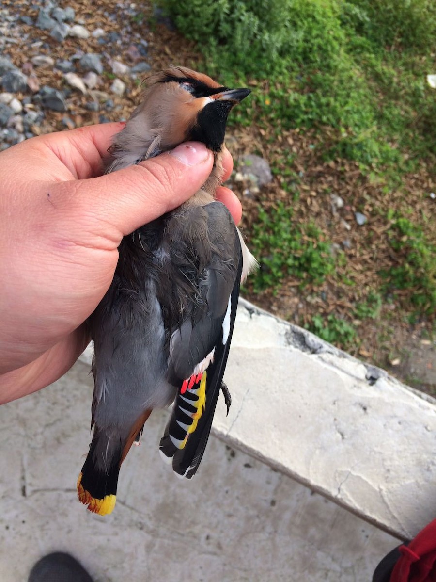 Bohemian Waxwing - ML40710161