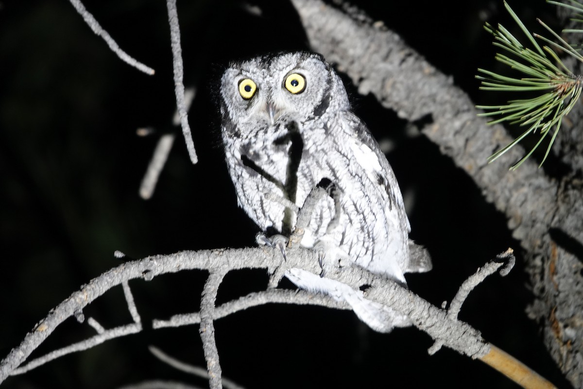 Western Screech-Owl - ML407103121