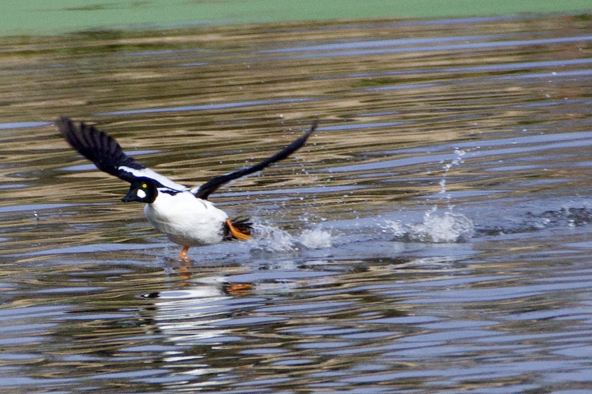 Common Goldeneye - ML407105441