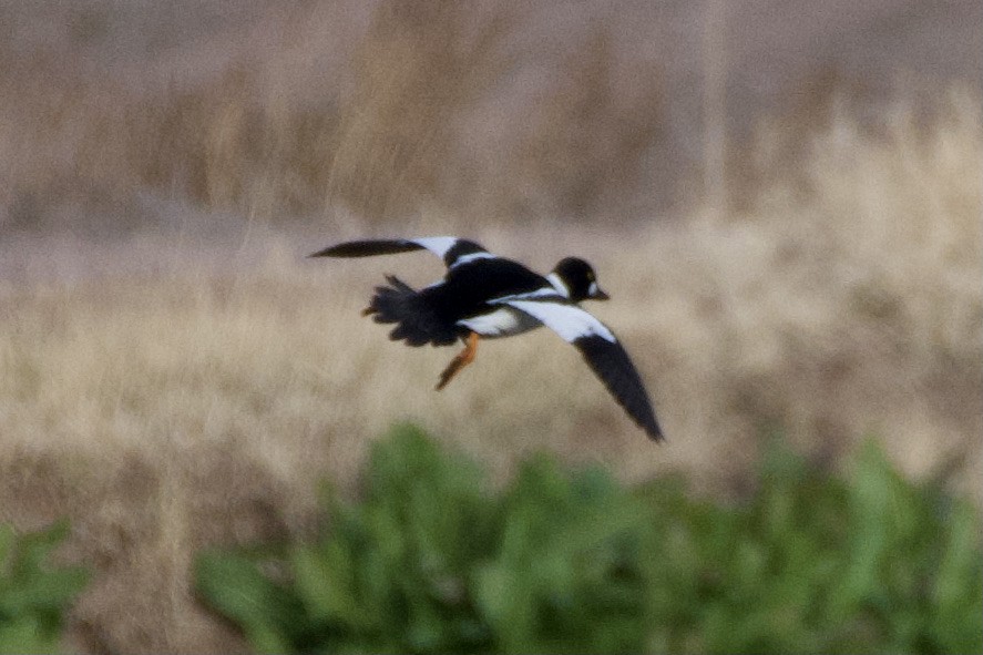 Common Goldeneye - ML407105541