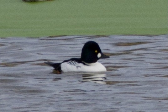 Common Goldeneye - ML407105971