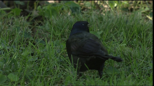 Common Grackle - ML407108