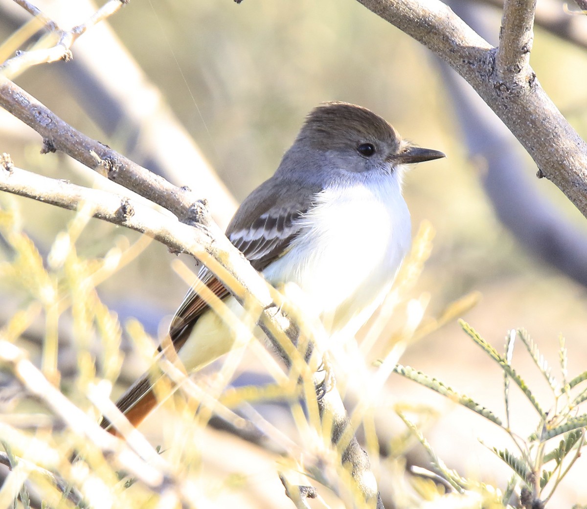 Ash-throated Flycatcher - ML407108391