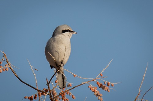 Northern Shrike - ML407109631