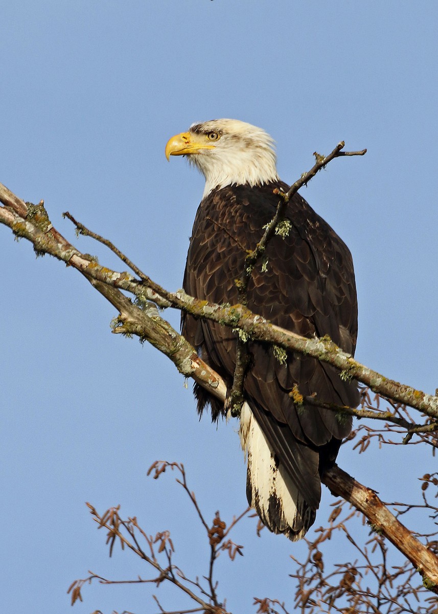 Bald Eagle - ML407109871