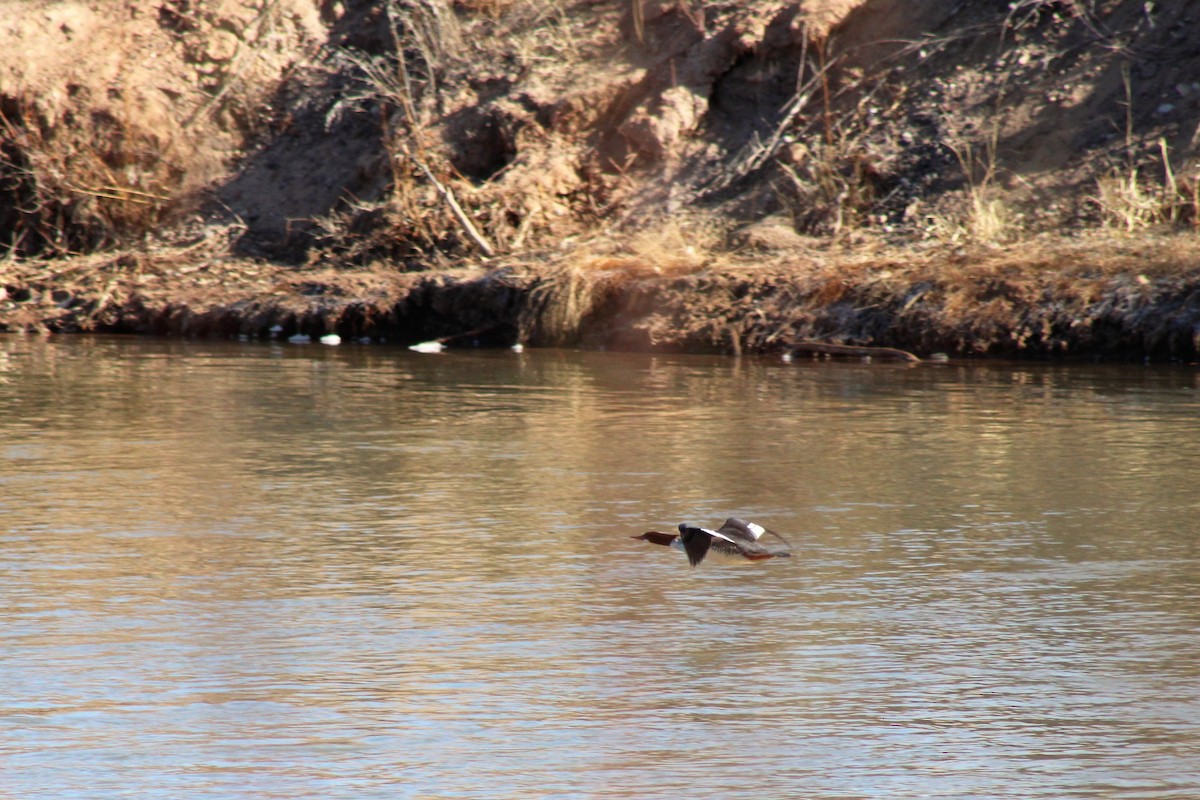 Common Merganser - ML407110081