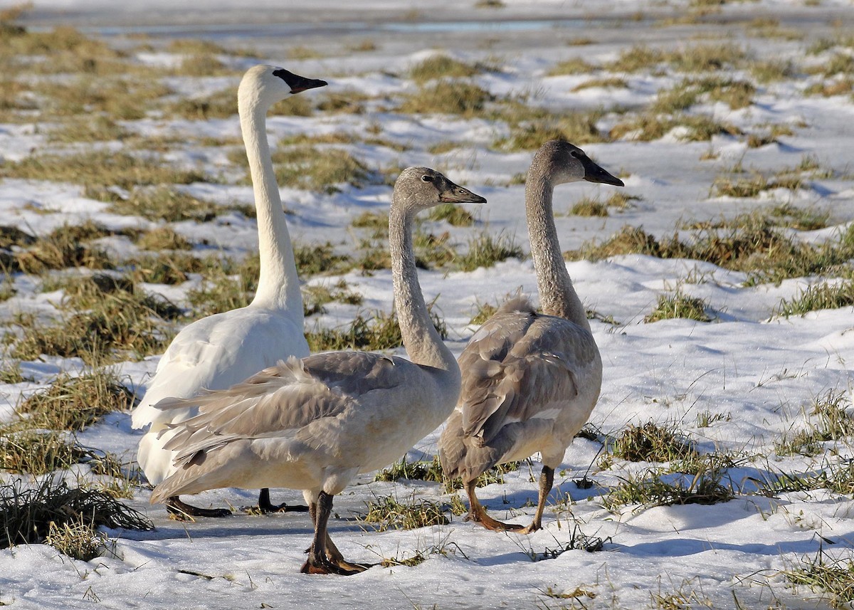 Trumpeter Swan - ML407110981