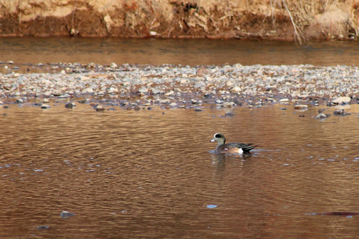 American Wigeon - David Lerwill