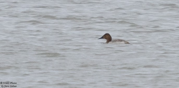 Canvasback - ML407111471