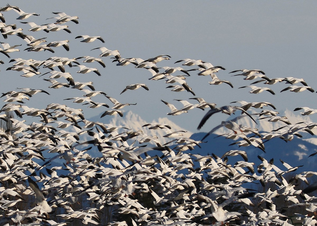 Snow Goose - ML407112281