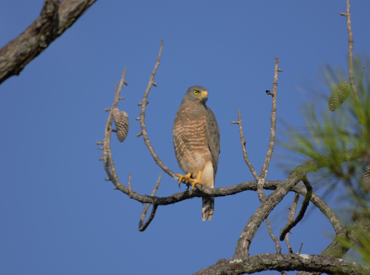 Roadside Hawk - ML407113451