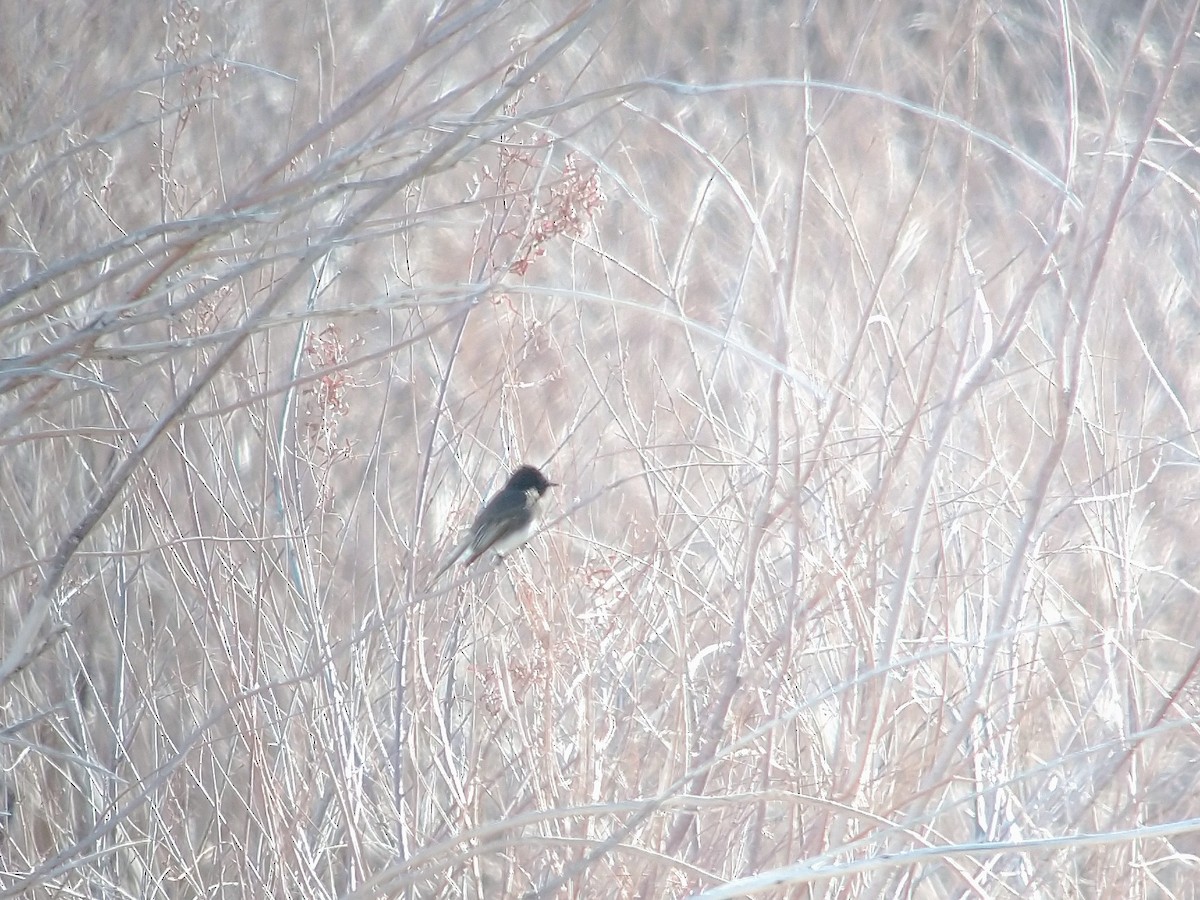 Black Phoebe - ML407115021