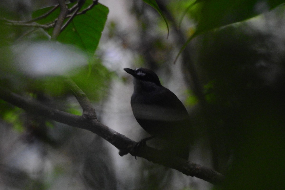 Black-browed Babbler - Panji Gusti Akbar