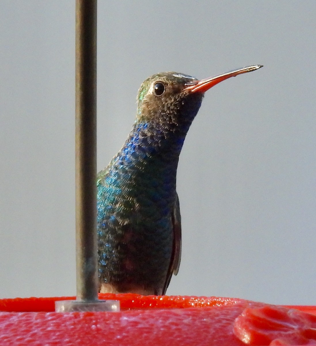 Broad-billed Hummingbird - ML407118311