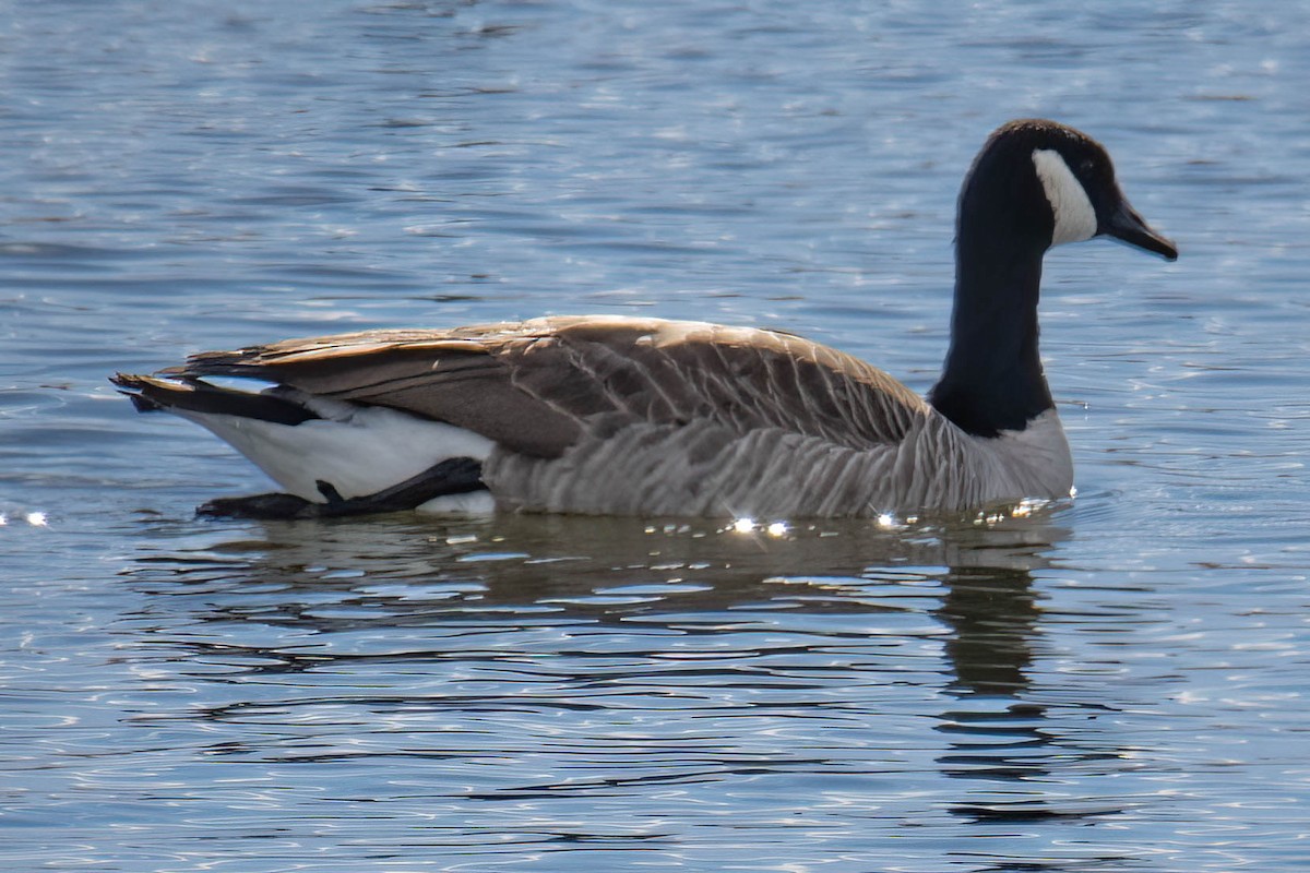 Cackling Goose - ML407118491