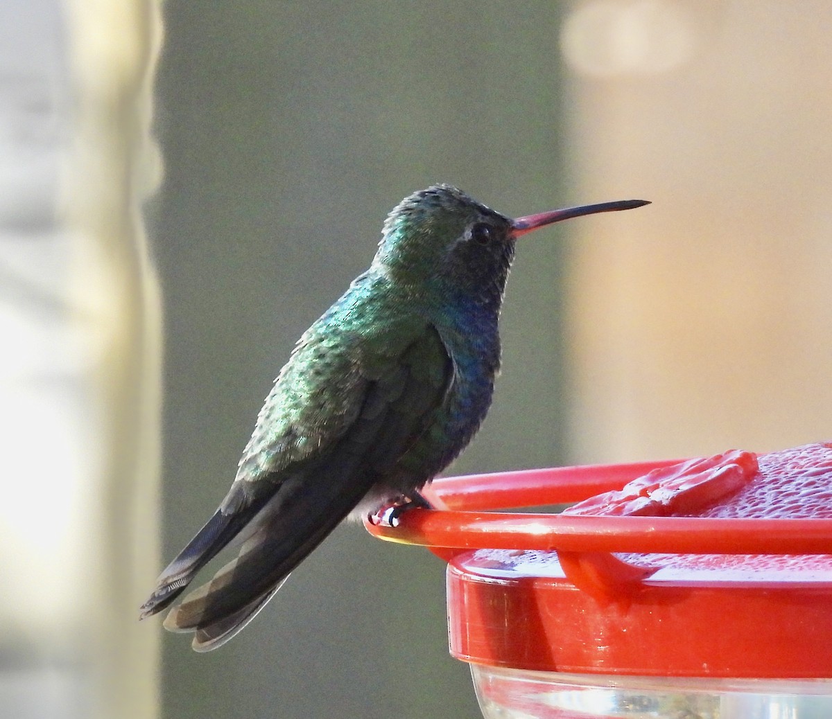 Broad-billed Hummingbird - ML407118511