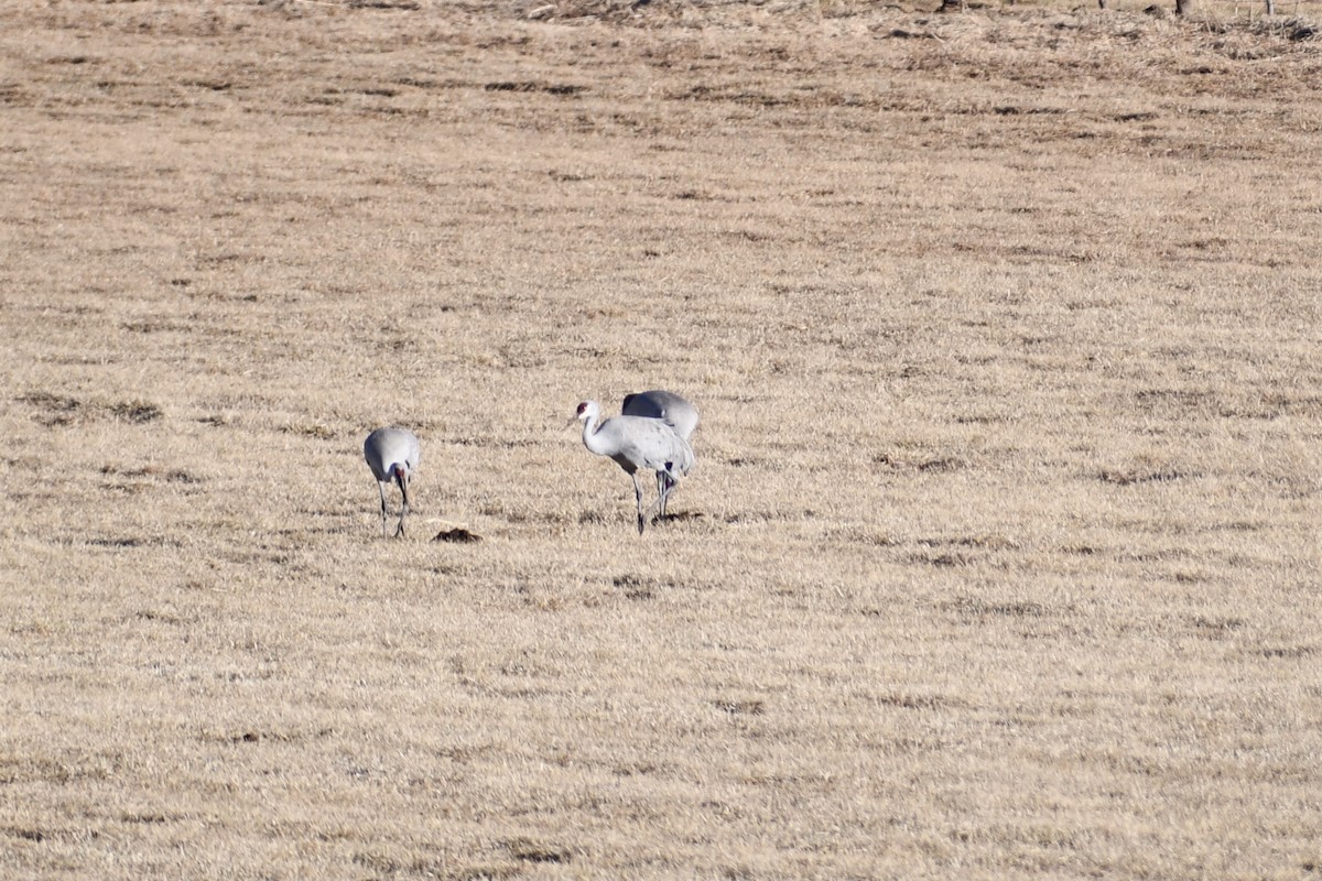 Sandhill Crane - ML407118991