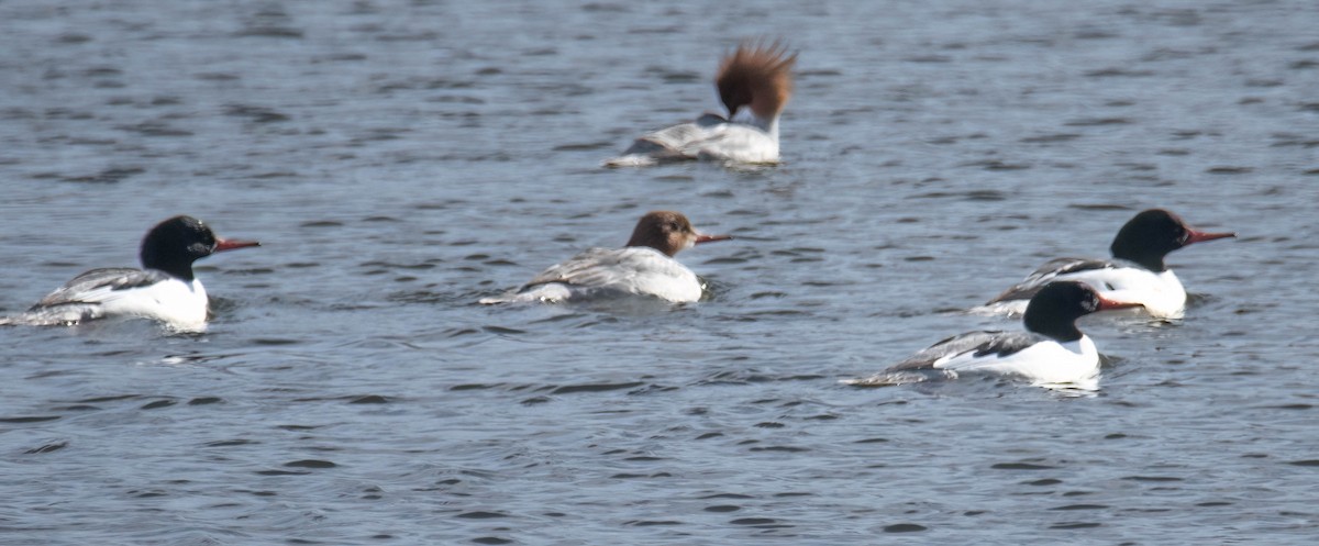 Common Merganser - ML407119341