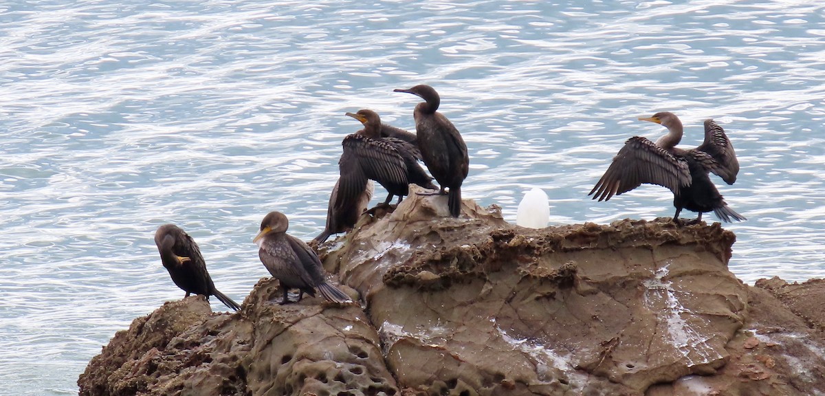 Double-crested Cormorant - ML407119391