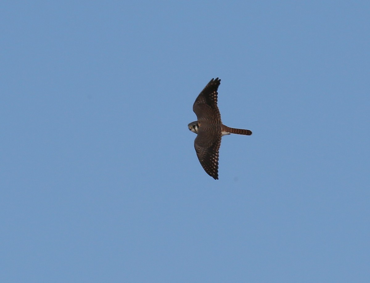 American Kestrel - ML40712151