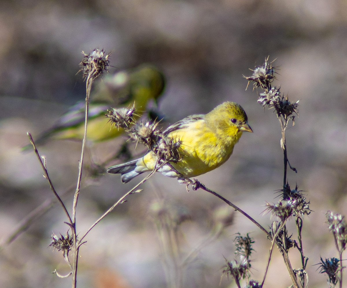 Lesser Goldfinch - ML407122971