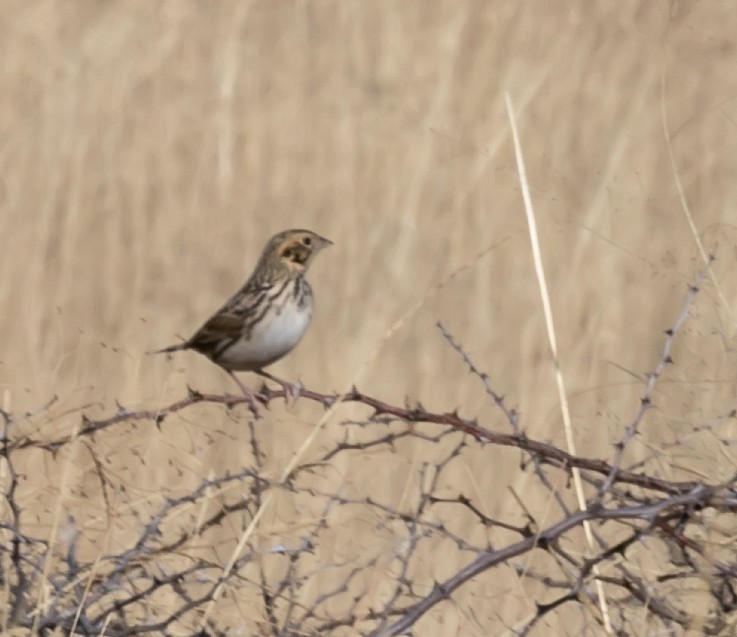 Baird's Sparrow - ML407123131