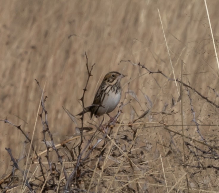 Baird's Sparrow - ML407123141