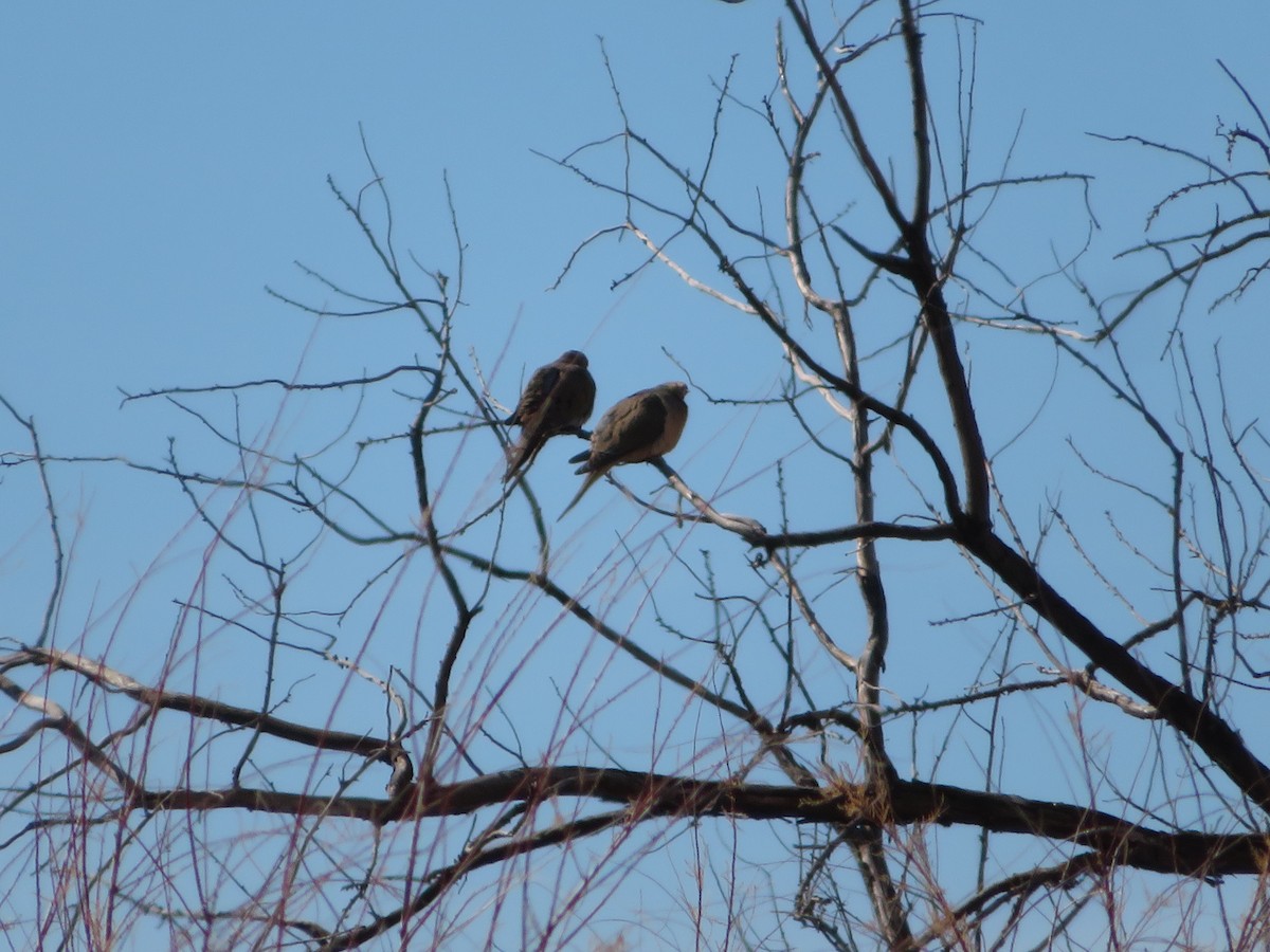 Mourning Dove - ML407124011