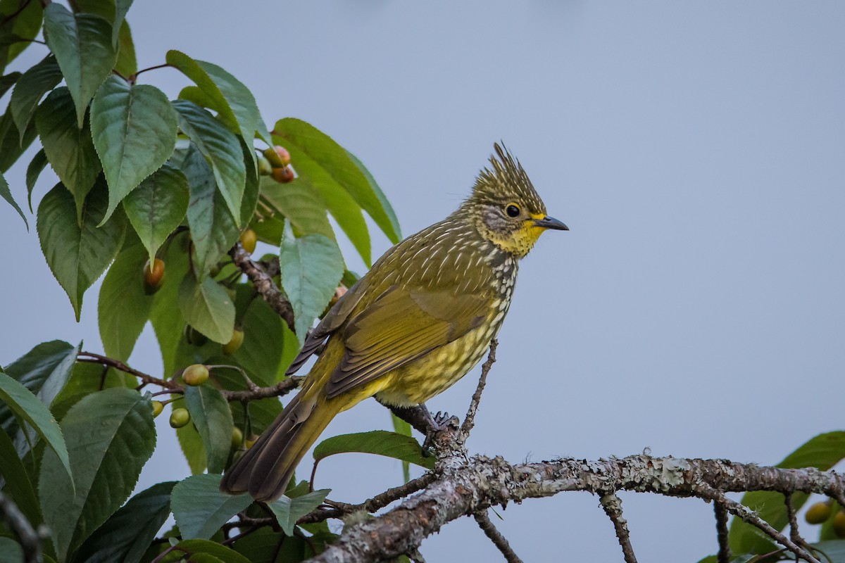 Striated Bulbul - ML407125151