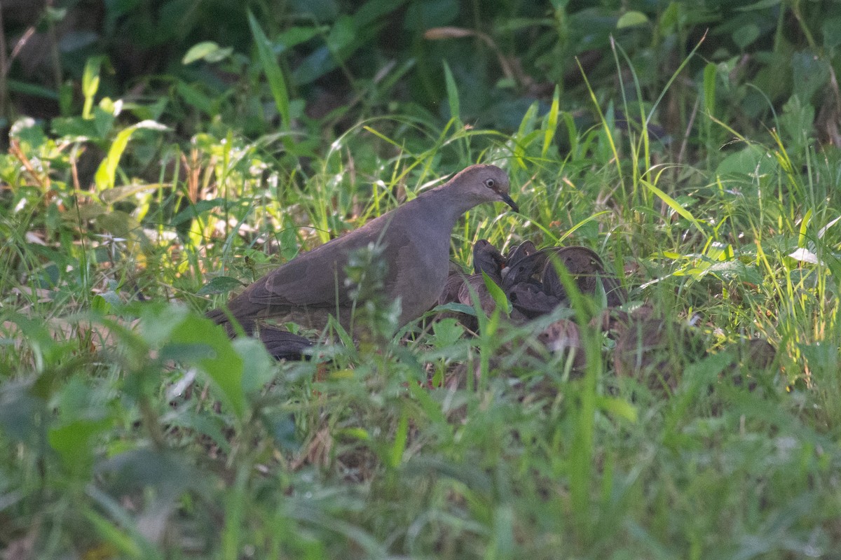 Gray-chested Dove - ML407125811