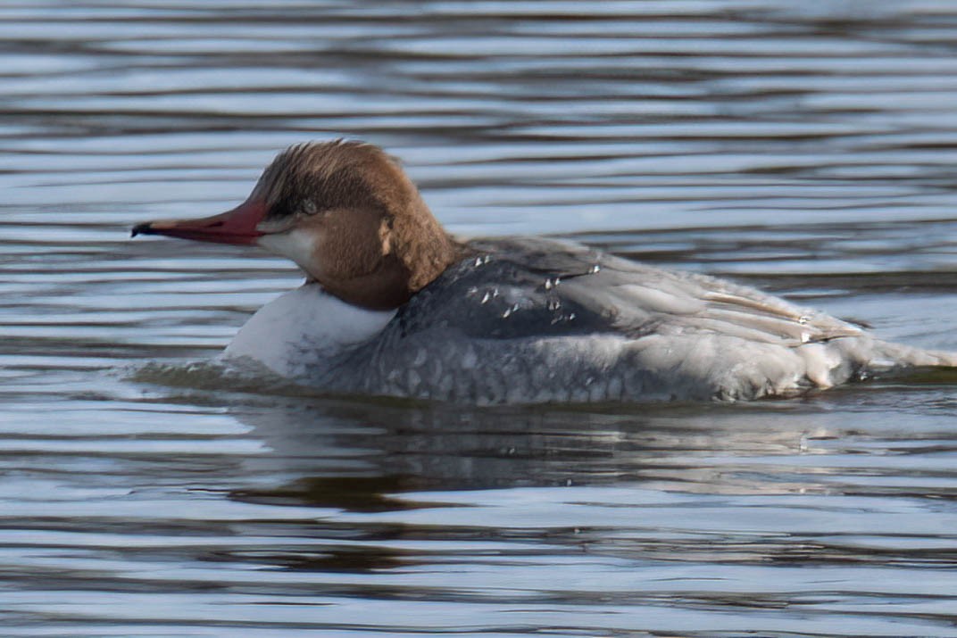 Common Merganser - ML407126211