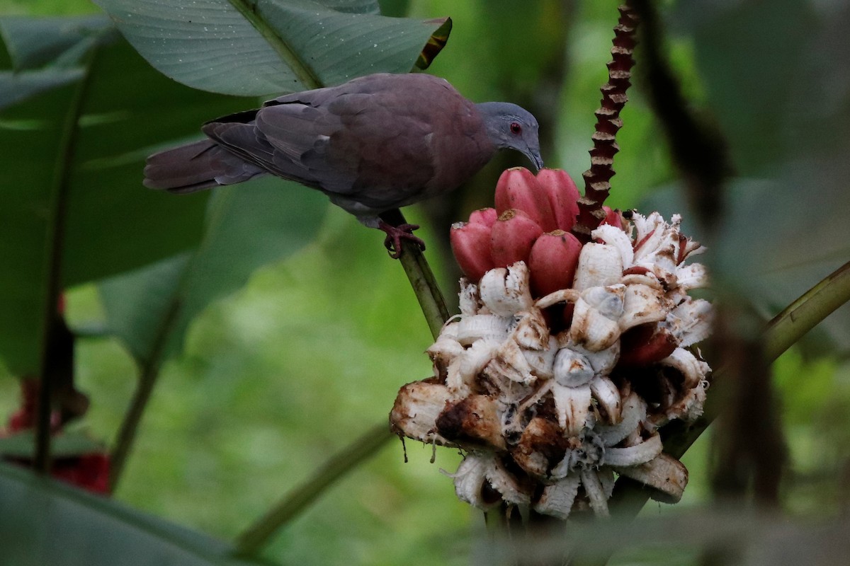 Pale-vented Pigeon - ML407126991