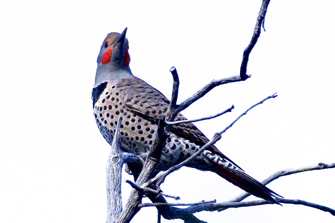 Northern Flicker (Red-shafted) - ML407127031