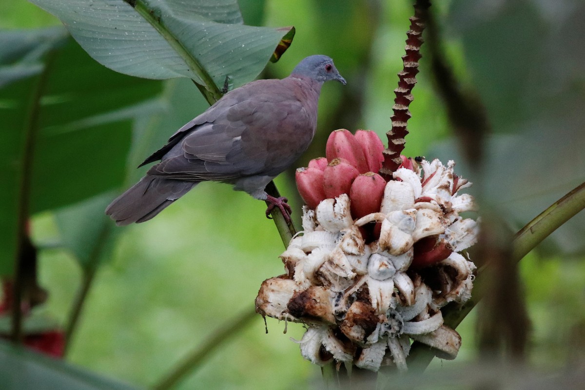 Pale-vented Pigeon - ML407127351