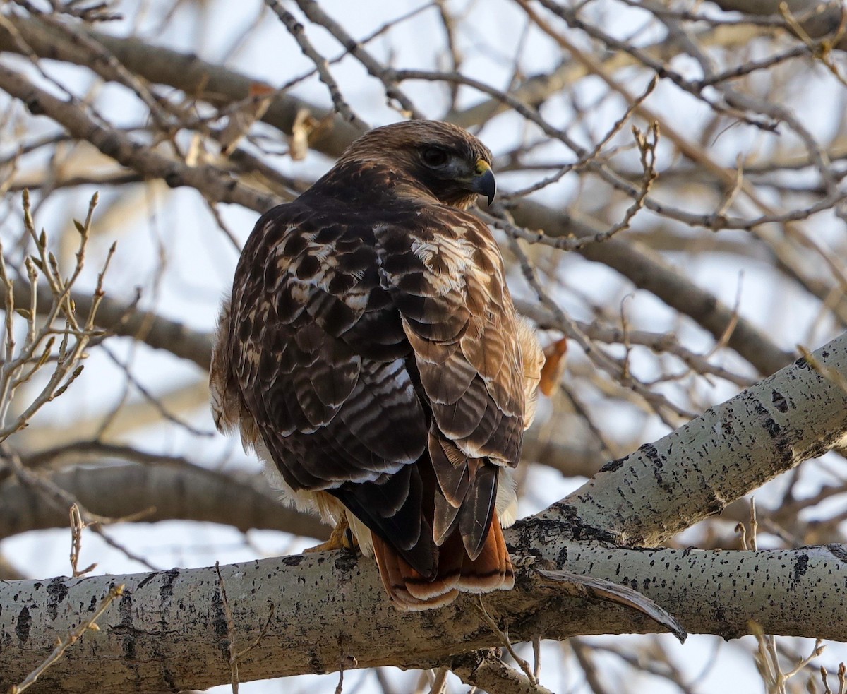 Red-tailed Hawk - ML407127371