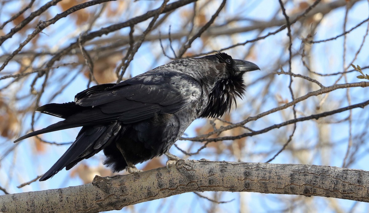 Common Raven - ML407127491